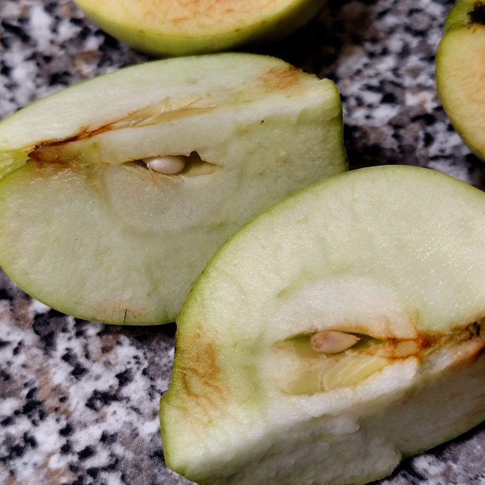Apple cut open showing white unripe pips. 