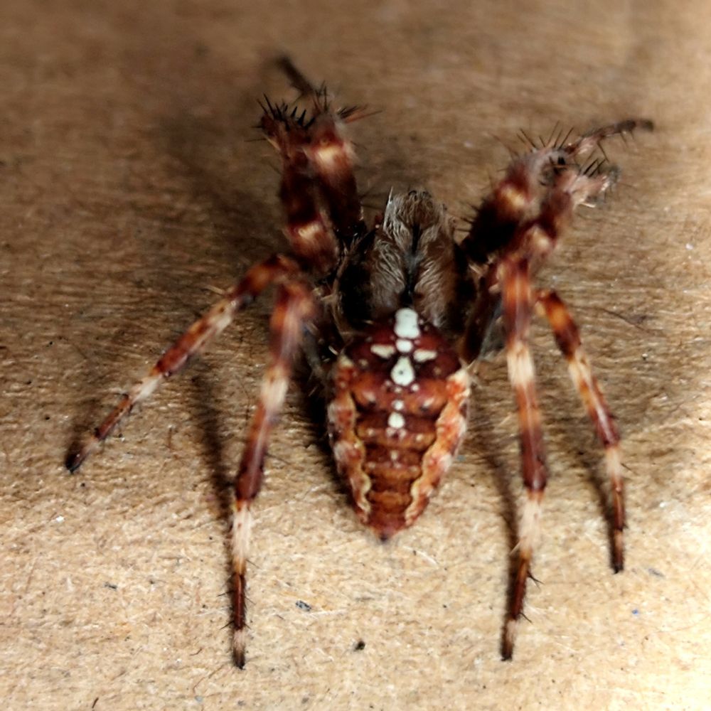 European Garden Spider showing 'cross' pattern on abdomen which gives it its other name of "Cross Orb Weaver" spider. 