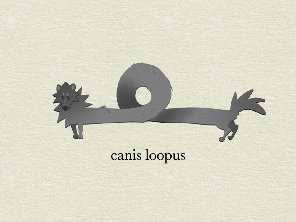 silly little illustration of a cartoonishly long grey wolf with a loop in the middle of its body. Text below reads: canis loopus
