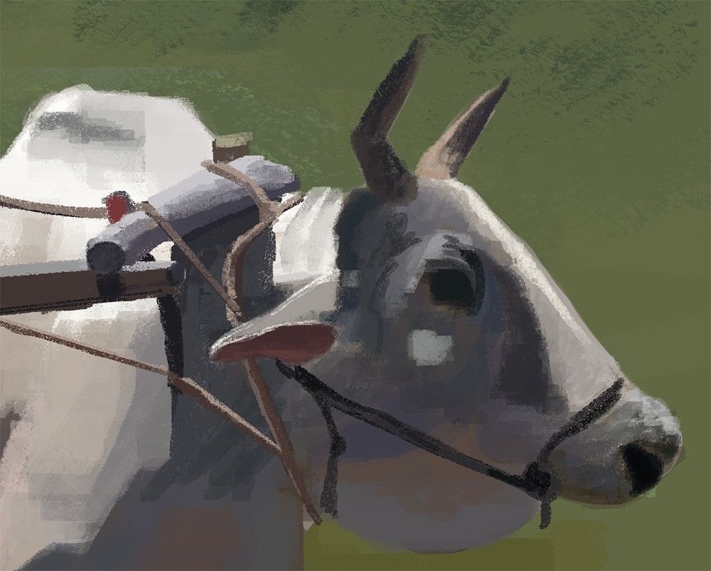 close-up of the ox's head