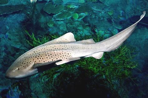 Photo of a zebra shark swimming through the water