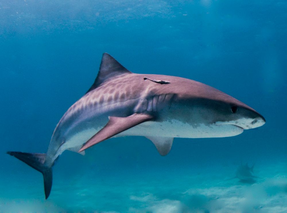 A picture of a tiger shark starting to turn away in the water
