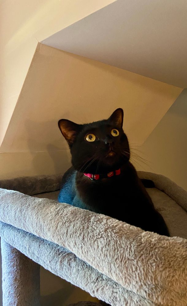 A black cat in a pink hot dog collar atop a grey cat tree. He is absolutely zooted, leaning backwards at a 30 degree angle and staring into space with wide yellow eyes. 