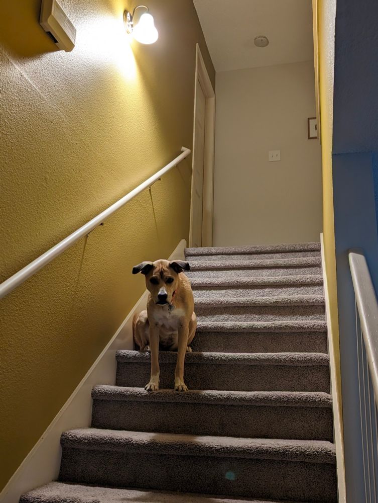 My dog sitting in the middle of the stairs, back legs on a higher step than front legs, lamp lit above her