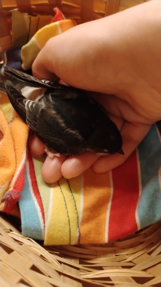 Un volantón de avión, con una camita preparada, prefiere mi mano.