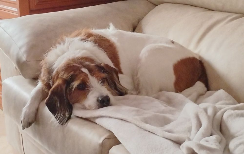 Mi perra, una mestiza de bretón blanca y marrón de orejas caídas, culona y preciosa ella, tumbada en un sofá.