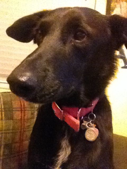 Black dog wearing a red collar 