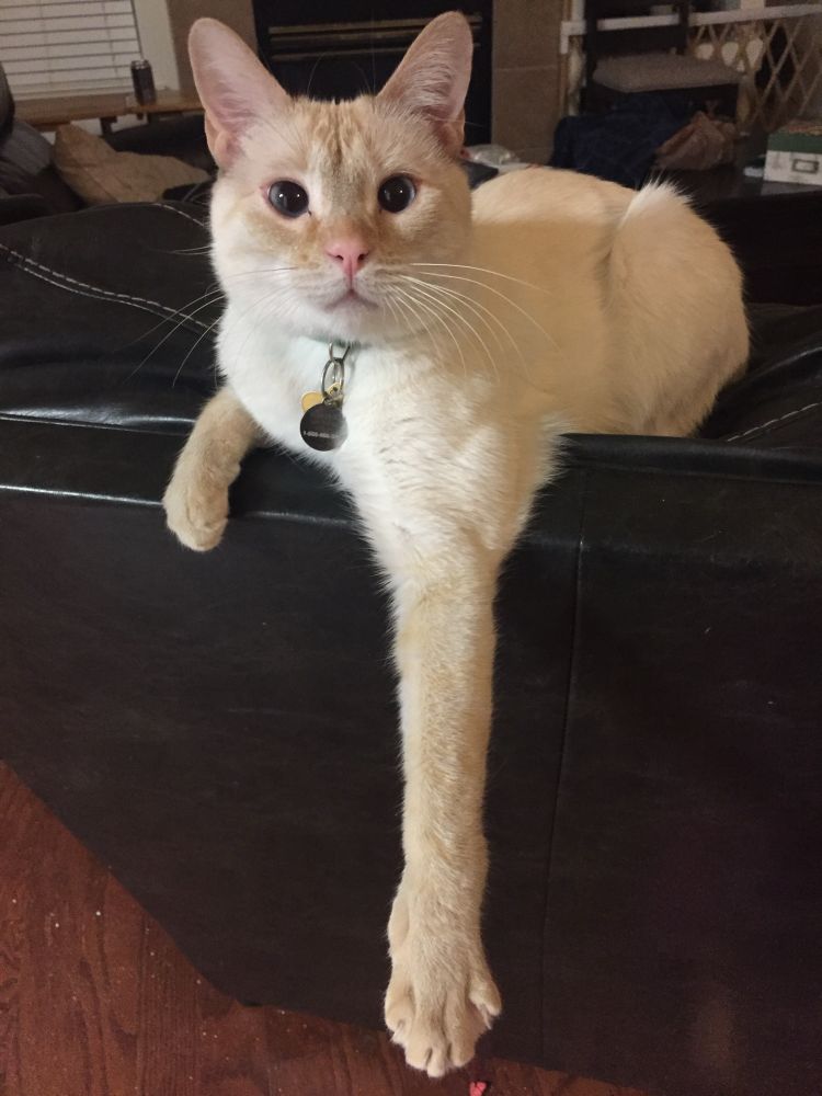 White cat on black sofa