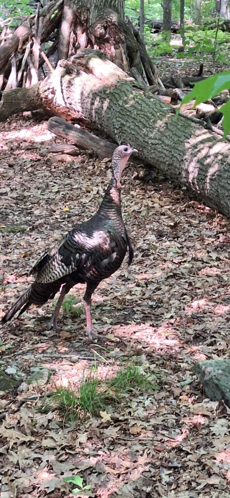 Wild Turkey