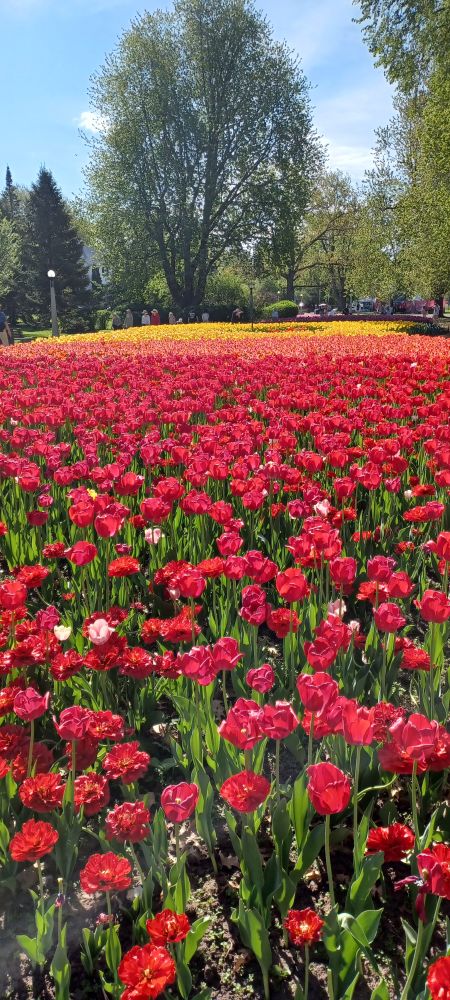 Red tulips