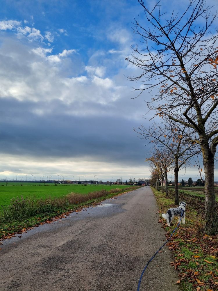 Feldweg, rechts kahle Obstbäume, dazwischen ein Hund an Schleppleine. Wolken und etwas blauer Himmel darüber. 
