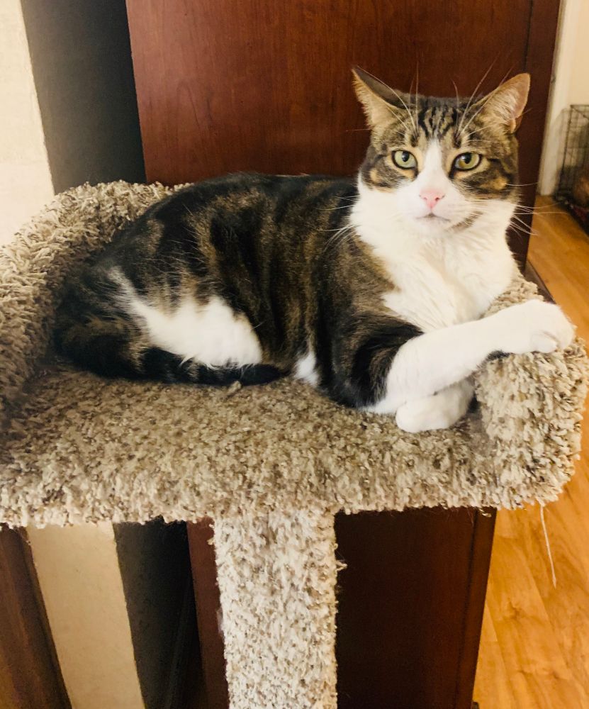 Tabby cat on the top shelf of a carpeted cat tree looking at the camera with is paw on the ledge
