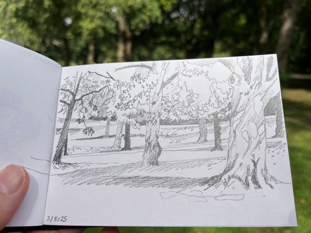 Pencil sketch of tree trunks and foliage in a park 