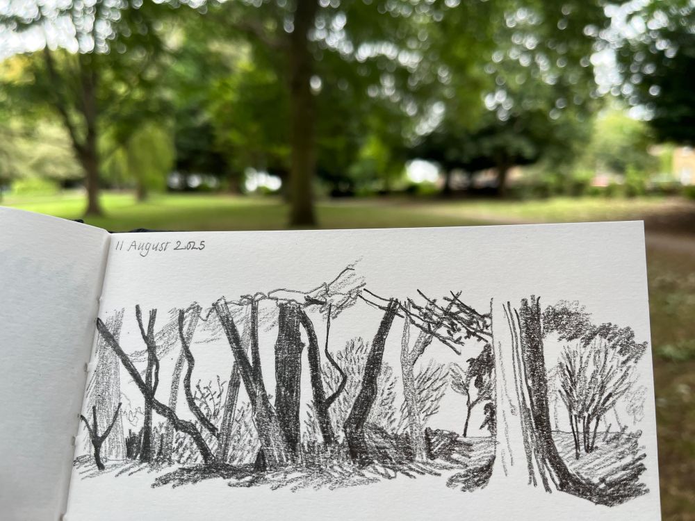 A pencil sketch of tree trunks against a pale background.