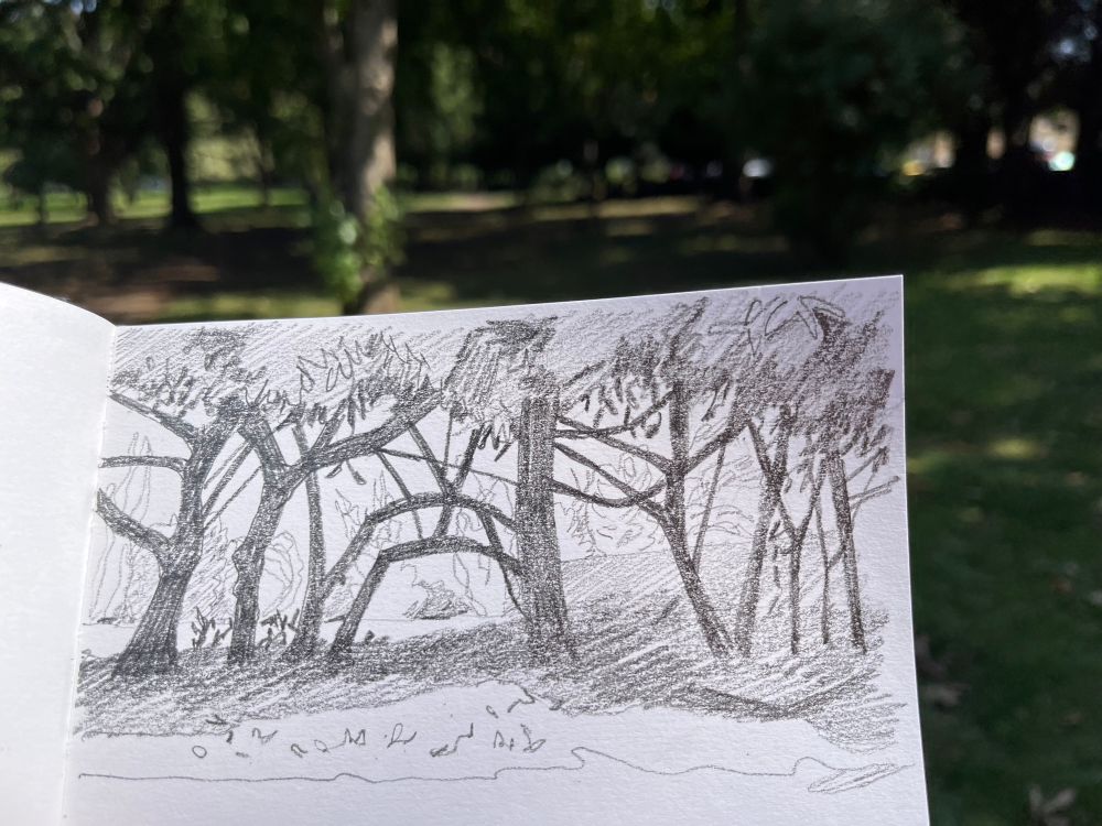 A pencil sketch of dark tree trunks with light behind them.