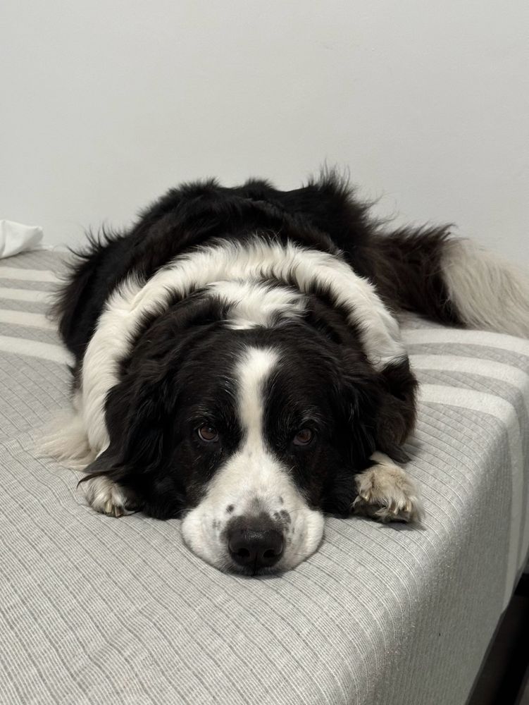 Dog supervisor falling asleep