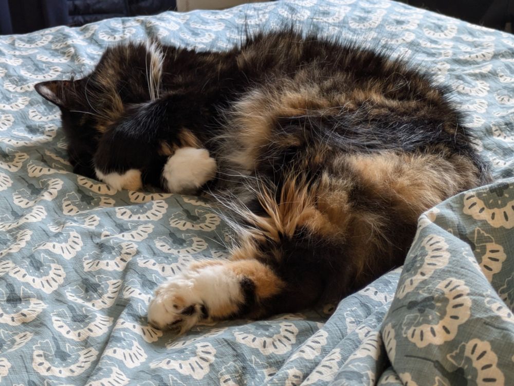 Fluffy tortoiseshell cat asleep on a bed with her paws crossed over her eyes to keep out the light