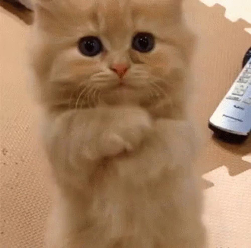 a small kitten is standing on its hind legs next to a remote control .