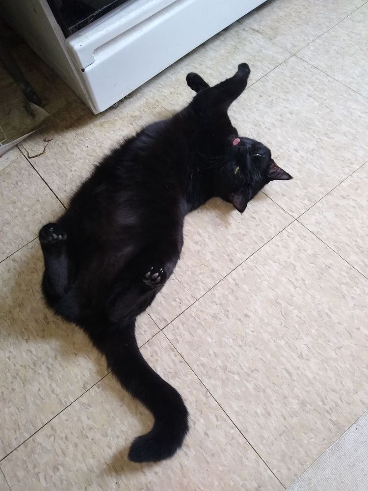 A black cat lays on her back on a white speckled tile kitchen floor, in front of a stove and table. Her hind paws are tucked up close to her belly and her front legs are crisscrossed with the left one overtop the right. Her yellow eyes are squinted and her pink tongue's sticking out of her mouth like she's going "thbbbt"/giving a raspberry at the camera.