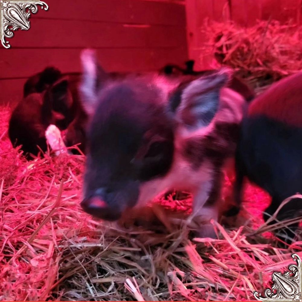 Cute little pigs playing in the hay