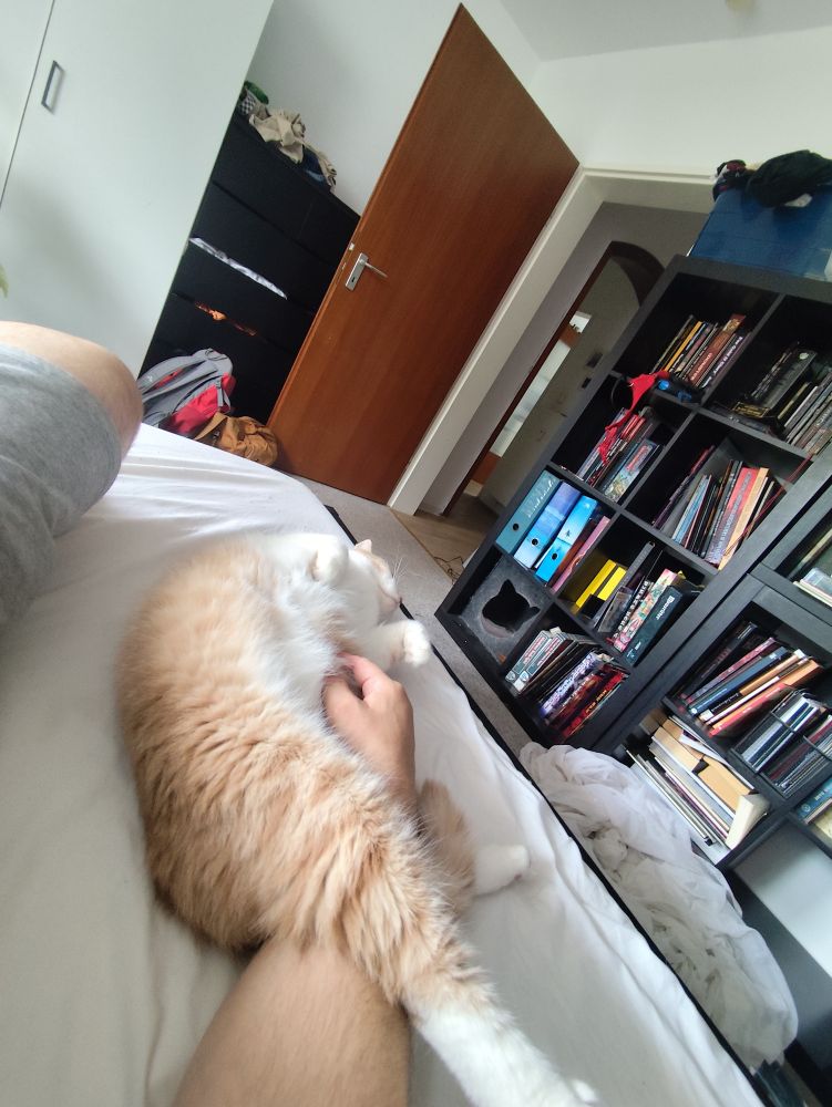Ein rot-weißer Kater. Ein Arm greift durch seine Hinterläufe hindurch, um seinen Bauch zu kraulen.