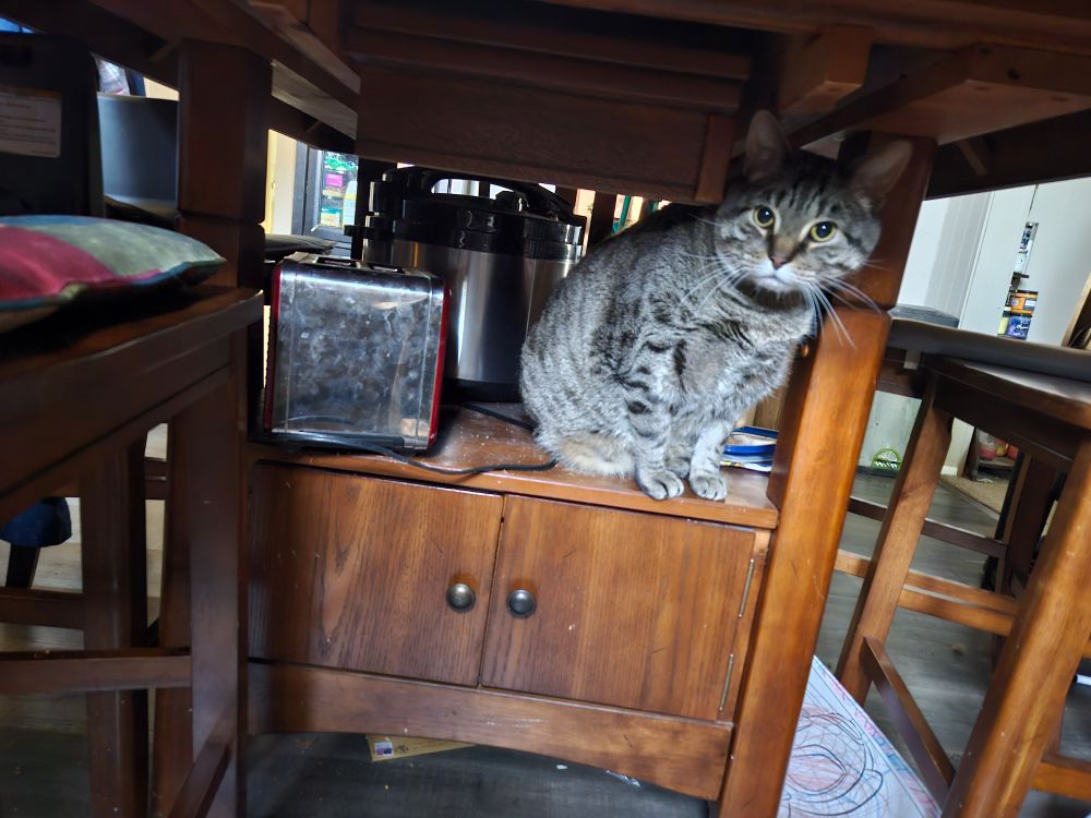 Alt text: A gray tabby cat sitting on top of a wooden cabinet underneath a table in what appears to be a kitchen or dining area. The cat is looking directly at the camera with alert eyes. Next to the cat are kitchen items including what looks like a toaster and pressure cooker. The wooden cabinet has two small doors with round knobs. Wooden chairs or table legs are visible around the cabinet, suggesting it's part of a dining set.