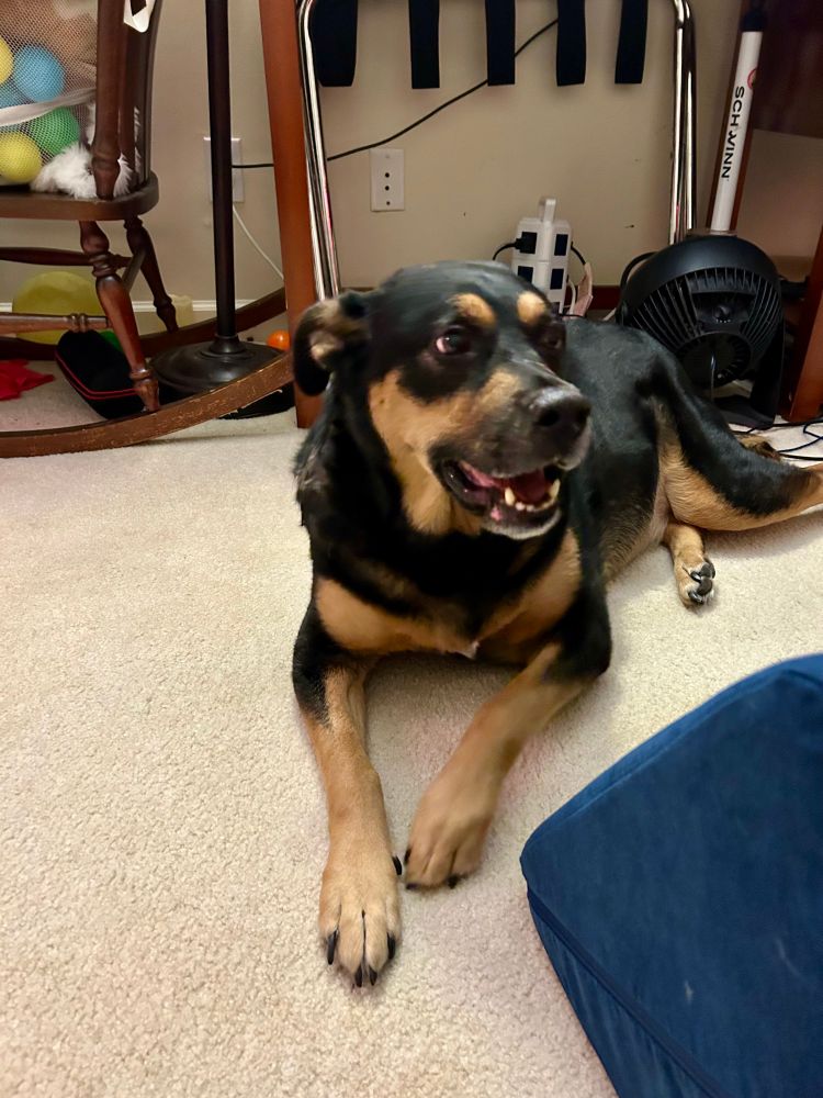 A black and tan mutt who looks just like every other black and tan mutt, lying down on a beige carpet 