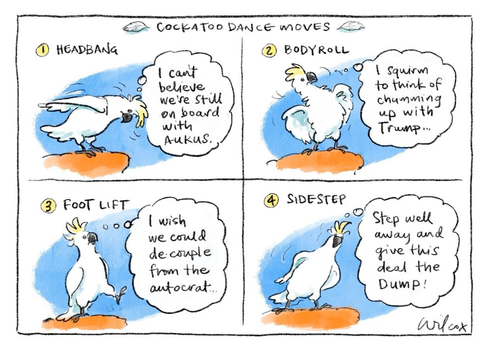 Four frames. Title: COCKATOO DANCE MOVES. 1. HEADBANG - Cockatoo lurching forward, thinks “I can’t believe we’re still on board with AUKUS. 2. BODYROLL - Cocky reeling back, thinks “I squirm to think of chummingbup with Trump…” 3. FOOT LIFT - Cocky lifts foot, thinks “I wish we could de-couple from the autocrat.” 4. SIDESTEP - Cocky leans, steps sideways, thinks “Step well away and give this deal the DUMP!”