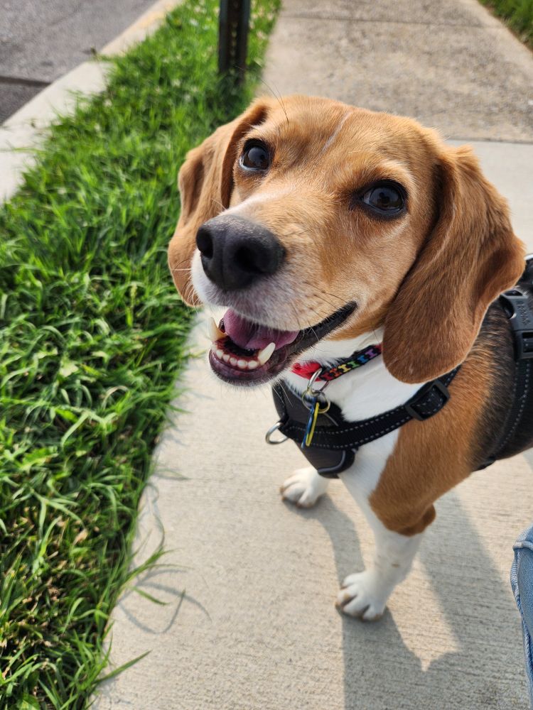 Supermodel beagle extraordinaire, Billie Holiday giving the camera a smile.