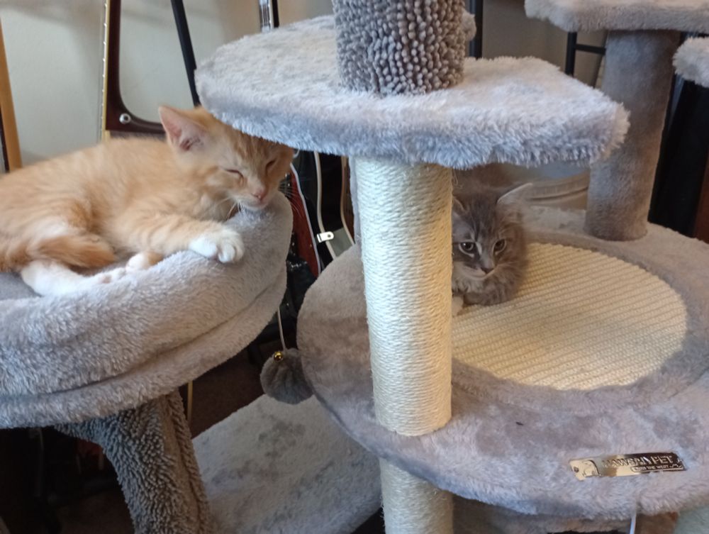 Clay (the orange and white tabby on the left) and Shelly (the grey and white tabby on the right) laying on separate parts of a cat tree. Guitars are visible behind them.