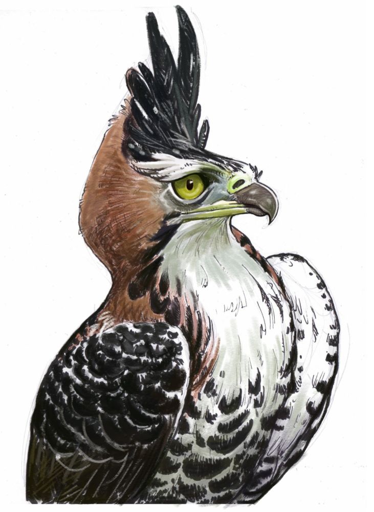 desenho de um gavião de penacho