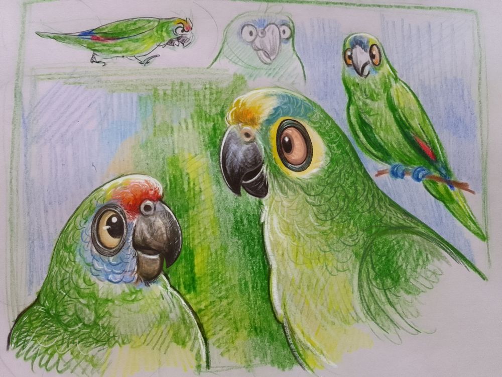 Desenhos feito com lapis de cor e retoques digitais de papagaios coloridos, são aves primordialmente verdes, mas com toques de azul, amarelo e vermelho na area do bico/olhos.