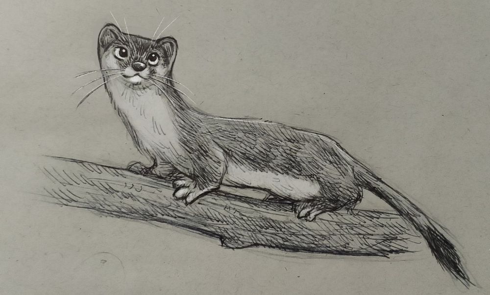 Sketch feito caneta bic e retoques digitais de uma doninha sobre um galho.