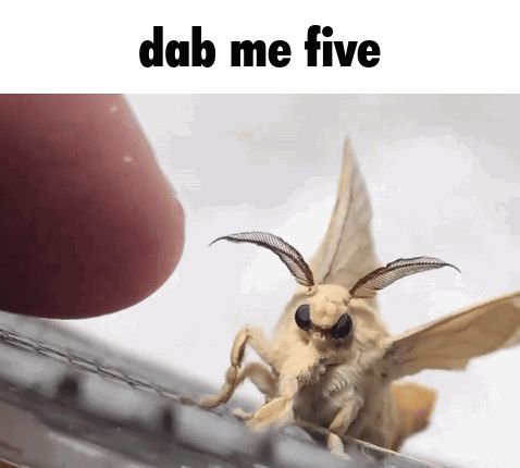 a close up of a moth with the words " dab me five " written above it