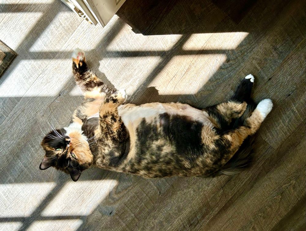 Tabby cat on her back between sunbeams, looking at the camera. Fur is trimmed short except around her head and tail. 