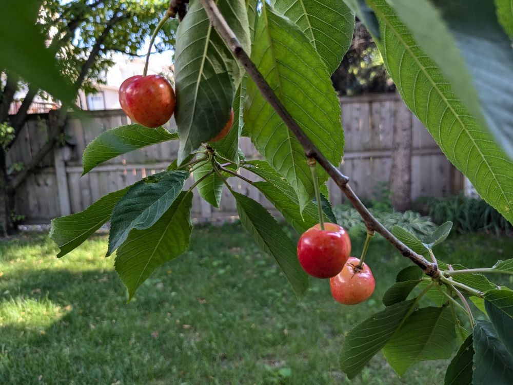 low-hanging cherries