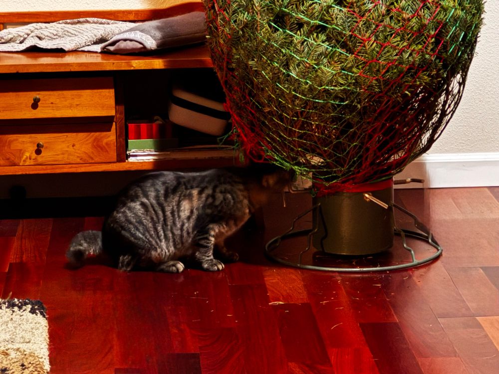 A small brown tabby kitten sniffing a christmas tree sitting on a stand, the tree was just brought home and is still bundled in green & red nylon netting. The kitten seems uncertain what to make of it.