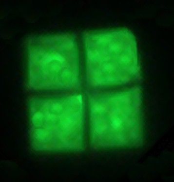 Drawing of Haloquadratum walsbyi archaea. 4 squares in a 2x2 grid like the Windows logo.