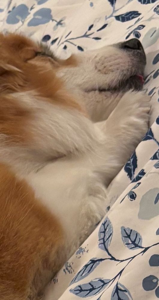 Extreme closeup of the same corgi from the previous photo zoomed in to show the tip of her tongue sticking out 