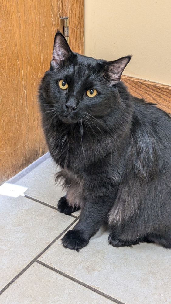 Black cat sitting in the corner of the vets office. Ears upright before they get cleaned.