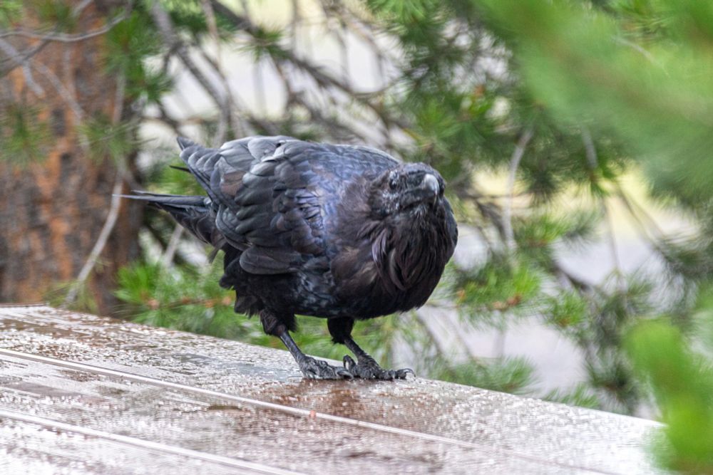 A Common Raven (a larger corvid, solid black with some iridescence) looking bedraggled with messy head feathers and general wetness, standing on a wet table, looking slightly away from camera in something of a bow.