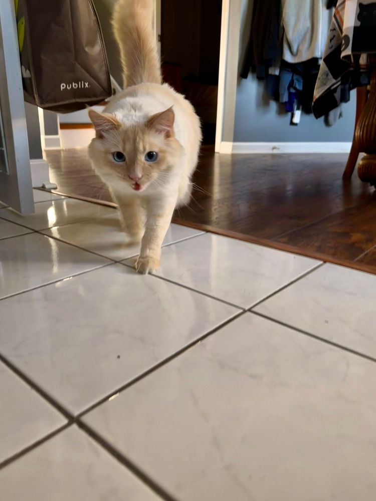 Milo heard his dad in the kitchen and came running!!