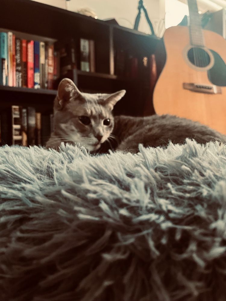 The bean laying in her little cat bed in front of the bookcase and guitar 
