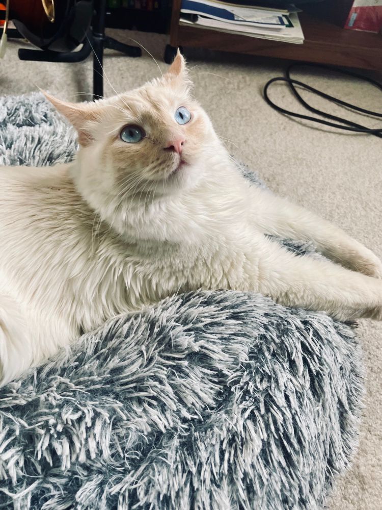The good boy Milo looks up at you from his little bed in the office 