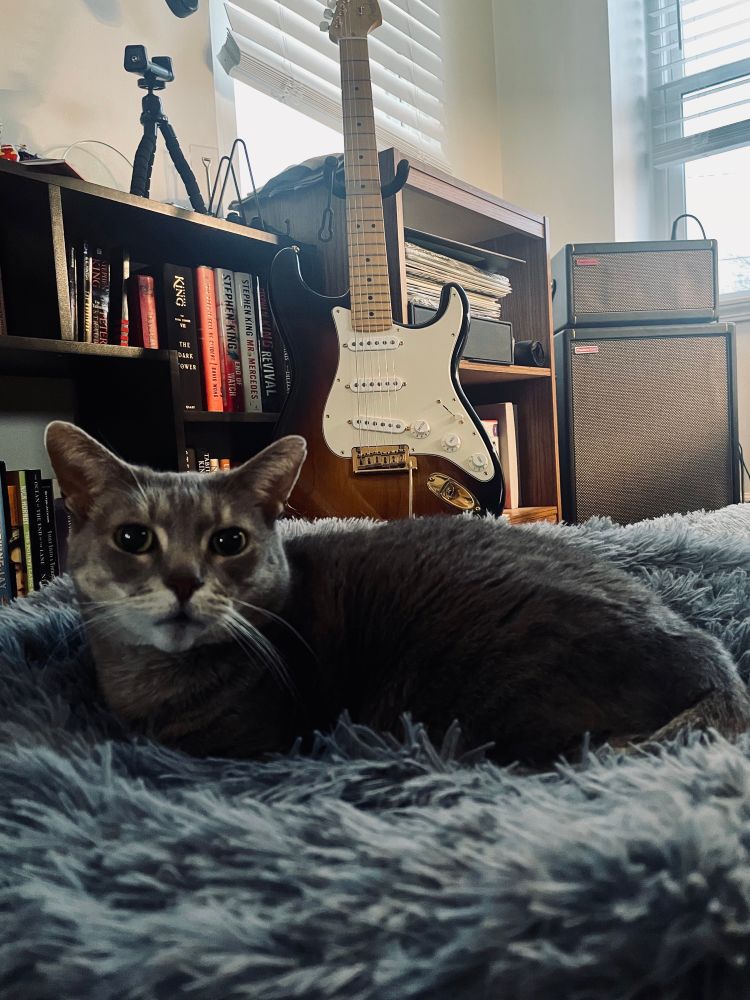 The Bean plays in her bed in the office in front of my bookcase guitar and amp 
