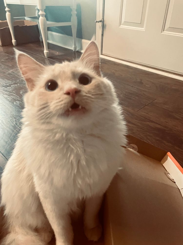 Milo the kitten sitting in his favorite shoebox 