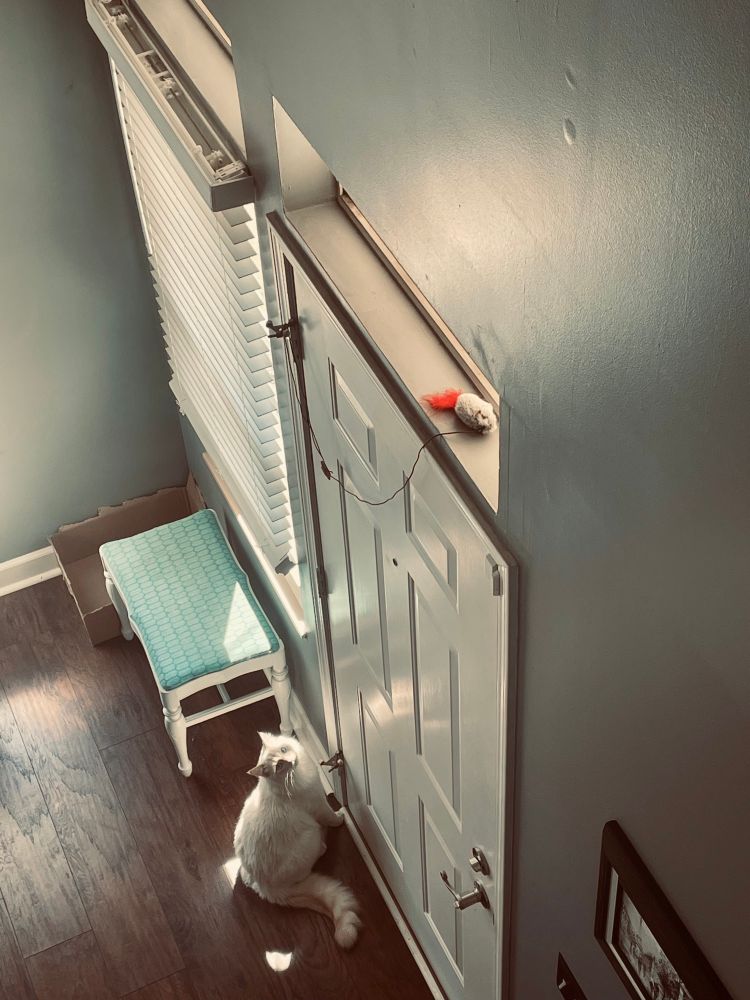 Milo the cat looks up at me from the ground floor and begs me to come down and get his toy off the ledge 