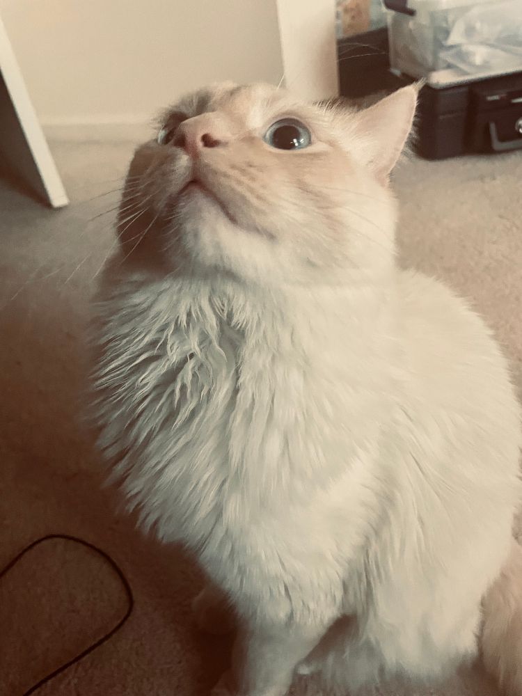 Milo looks up! At what? Who knows!! But he loves you! 