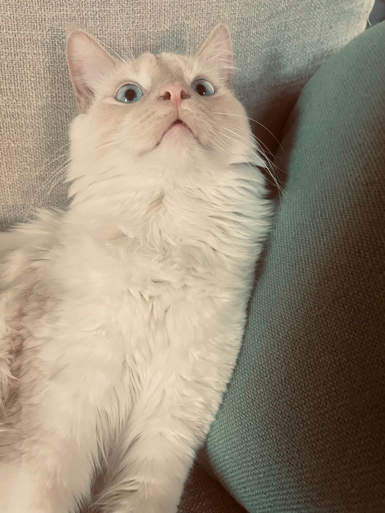 Milo the kitten looks up at you from his favorite spot on the couch 