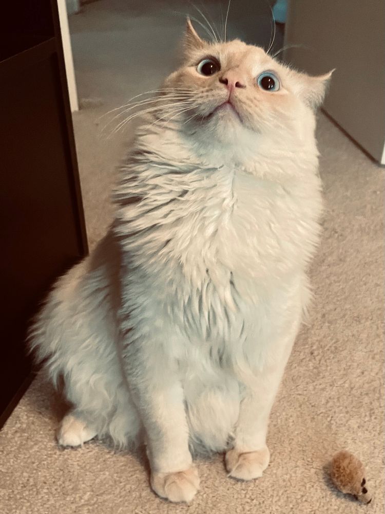 Milo the kitten sadly has never had a single thought in that head 